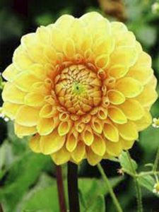 Sarı Dahlia Fidanı 20 Cm 40 Cm