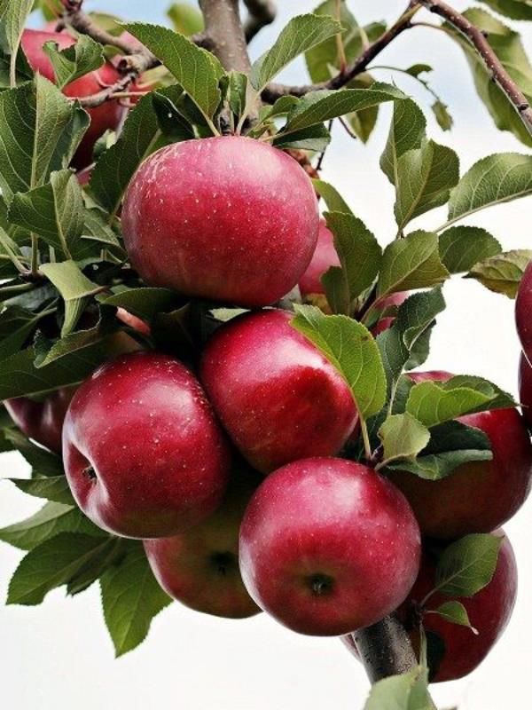 Galaval Elma Ağacı 3 Yaş 100 Cm 120 Cm