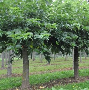 Erkek Dut Fidanı 5 Yaş 150 Cm 200 Cm