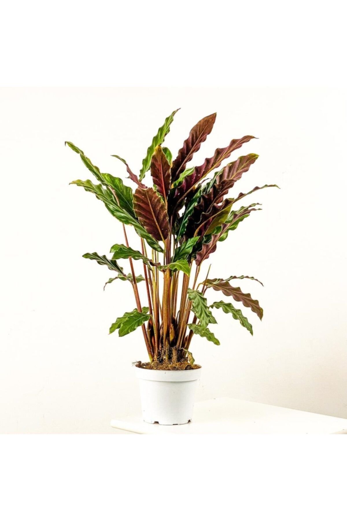 Calathea (Kalatya) Rufibarba Fidanı