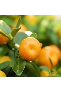 Bodrum Mandalina 100 Cm