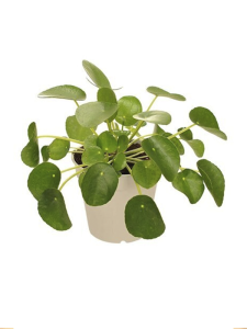 Pilea Fidanı 5Cm-15Cm