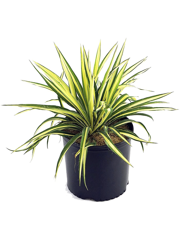 Alacalı Avize Yuka Çiçeği - Massengena 20Cm-40Cm