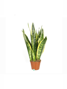 Sarı Yeşil Kılıç Fidanı 20Cm-40Cm