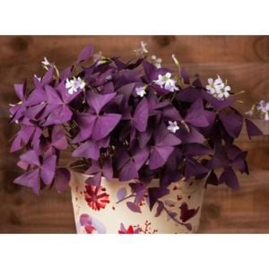 Süs Yoncası Fidanı 20Cm-40Cm