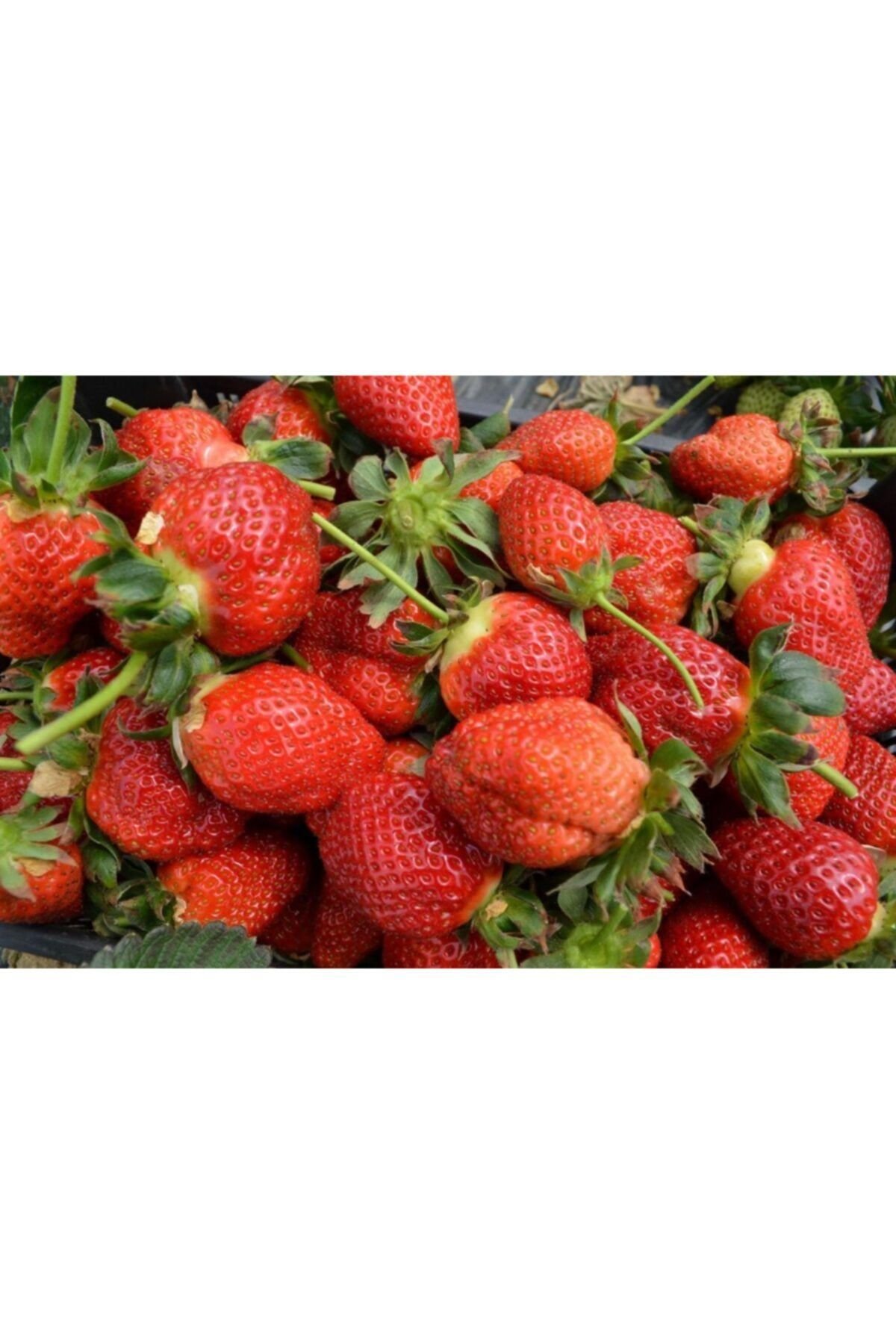 Palomar Frigo Çilek Fidesi 10 Adet