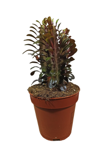 Bordo Süt Ağacı Rubra 20Cm-40Cm
