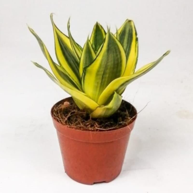 Sarı Yeşil Bodur Kılıç Fidanı 20Cm-40Cm