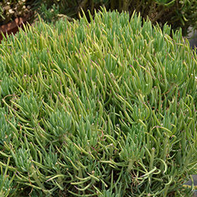 Senecio Vitalis