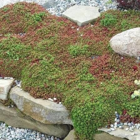 Sedum Album Coral