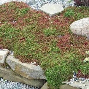 Sedum Album Coral