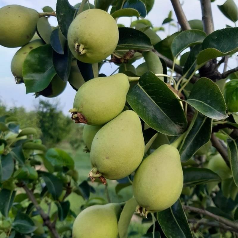 Limon Armudu Fidanı 100 Cm 120 Cm