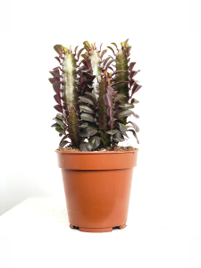Euphorbia Trigona Rubra (Süt Ağacı) Fidanı