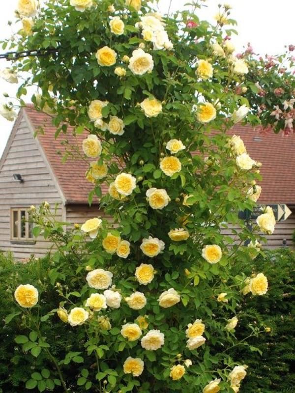 Sarı Sarılıcı Minyatür Gül 100Cm-120Cm