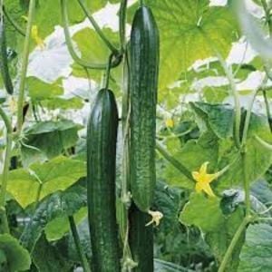 Sırık Salatalık Fidesi 30 Adet