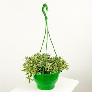 Fare Kulağı Çiçeği Askılı Saksı 20Cm-40Cm