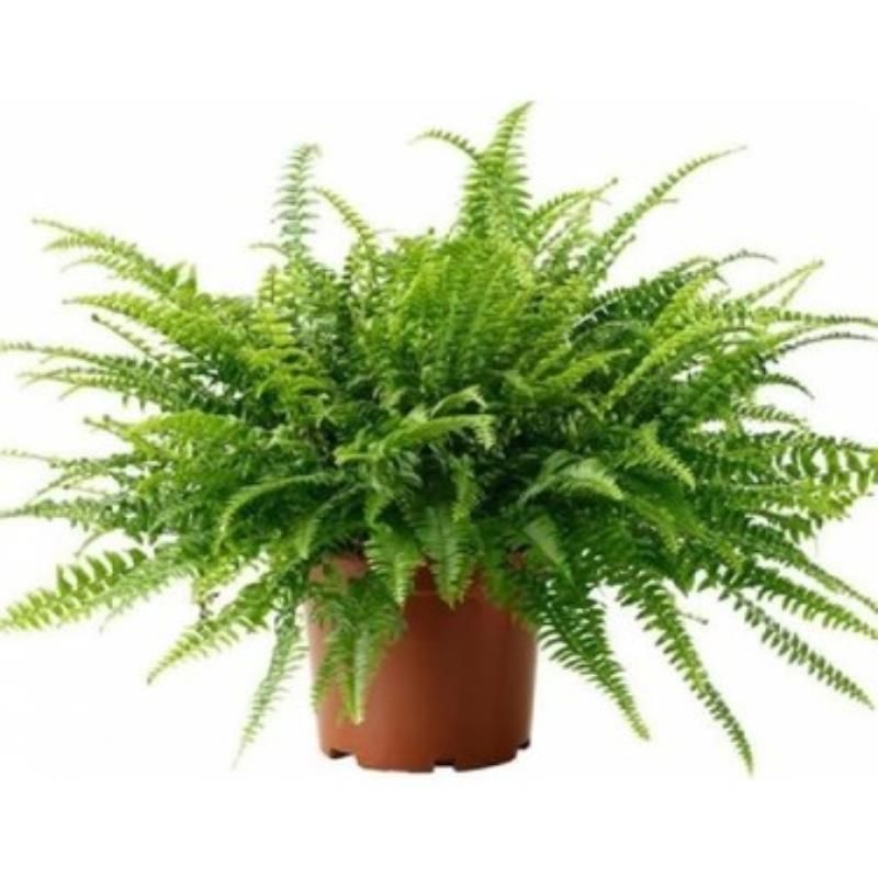 Panjur Çiçeği Aşk Merdiveni 20Cm-40Cm
