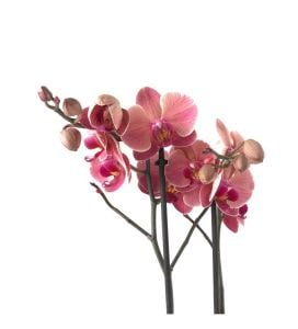Kırmızılı Pembe Çift Dal Orkide 80 Cm