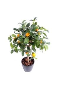 Meksika Misket Limon Ağacı Fidanı 80 Cm 100 Cm (Saksıda)