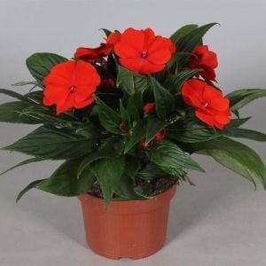 Kırmızı Cam Güzeli Fidanı 20Cm-40Cm