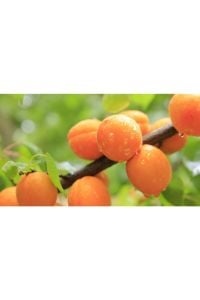 Vitillo Kayısı Ağacı Fidanı 150-200 Cm 5 Yaş