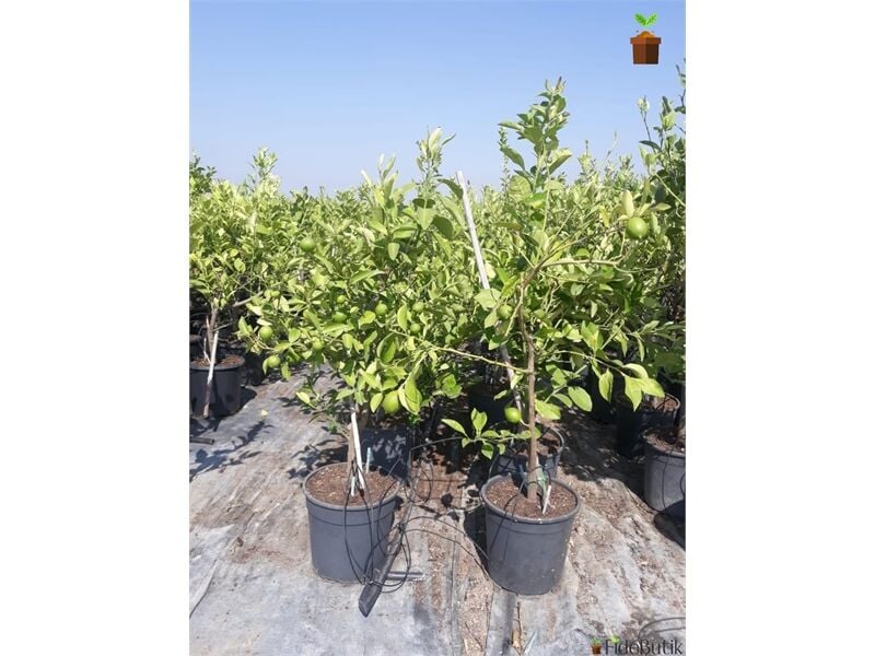Interdonato Limon Ağacı Fidanı 80 Cm 100 Cm (Saksıda)