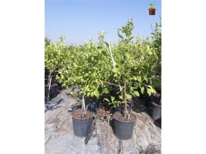 Interdonato Limon Ağacı Fidanı 80 Cm 100 Cm (Saksıda)