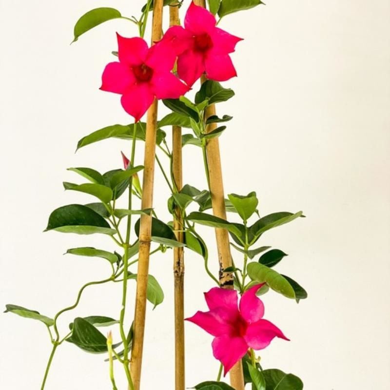 Pembe Mandavilla Çiçeği Fidanı 40Cm-60Cm