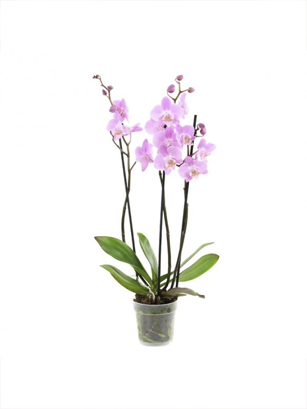 Açık Pembe Çift Dal Orkide 80 Cm