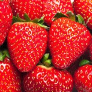 Rubygem Çilek Fidesi 30 Adet