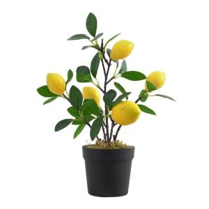 Şeker Limon Ağacı Fidanı 80 Cm 100 Cm (Saksıda)