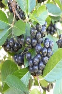 Chokoberry Siyah Aronia Fidanı 40-60 Cm