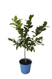 Aydın Limon Ağacı Fidanı 80 Cm 100 Cm (Saksıda)