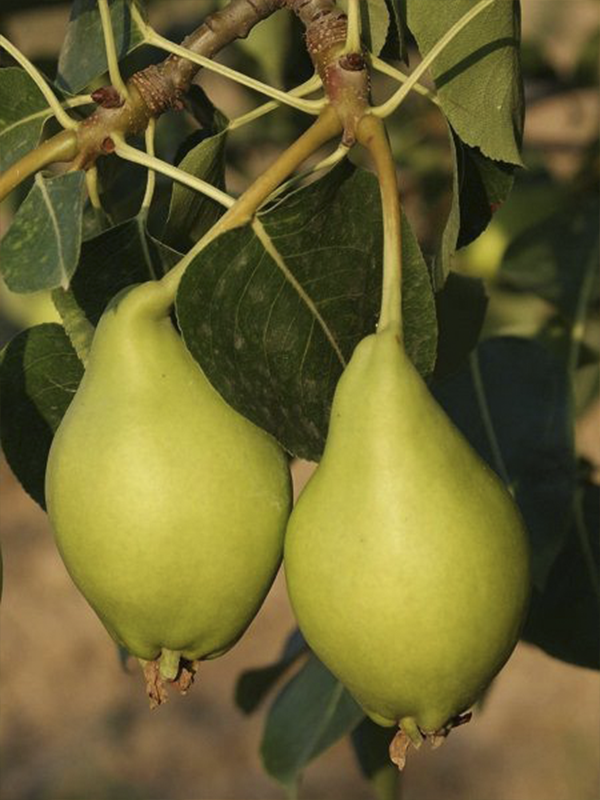 Limon Armut Fidanı 5 Yaş 150 Cm 200 Cm