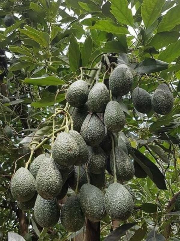 Hass Avokado Fidanı 60-80Cm