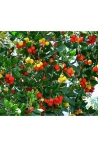 Dağ Çiçeği Fidanı 80 Cm 100 Cm