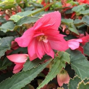 Pembe Yumrulu Begonya Çiçeği 20Cm-40Cm