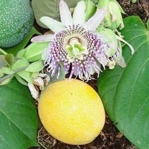 Çarkıfelek Passiflora Fidanı Meyveli 80Cm-100Cm