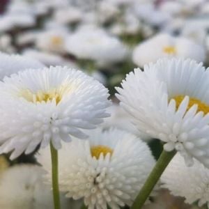 Beyaz Şeker Tabağı Çiçeği 5Cm-15Cm 30 Adet