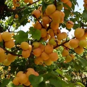 Thryinthe Kayısı Ağacı Fidanı 150-200 Cm 5 Yaş