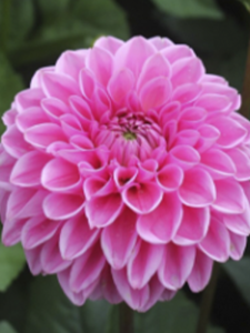 Pembe Dahlia Fidanı 20 Cm 40 Cm