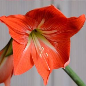 Turuncu Amaryllis Zambak Fidanı 20Cm-40Cm