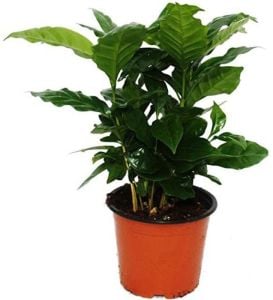 Kahve Ağacı Fidanı 5Cm-15Cm