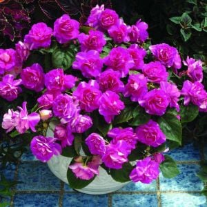 Mor Sardunya Çiçeği Fidanı 10Cm-30Cm