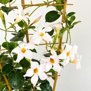Beyaz Mandavilla Çiçeği Fidanı 40Cm-60Cm