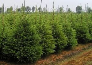 Doğu Ladini Yılbaşı Çamı Ağacı Fidanı 100Cm-120Cm