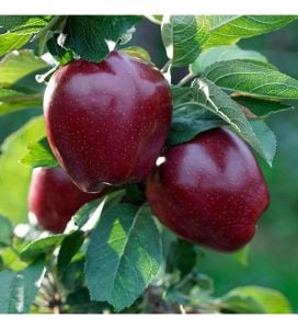 Jaremini Elma Ağacı Fidanı 5 Yaş 150-200Cm