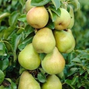 Comice Armut Fidanı ( 3 Yaş)