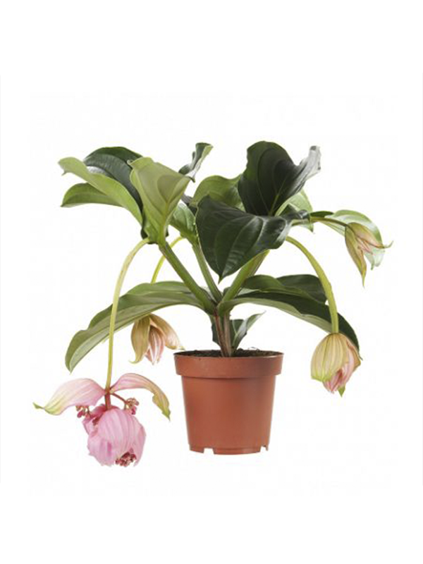 Medine Gülü Malezya Orkidesi 20Cm40Cm