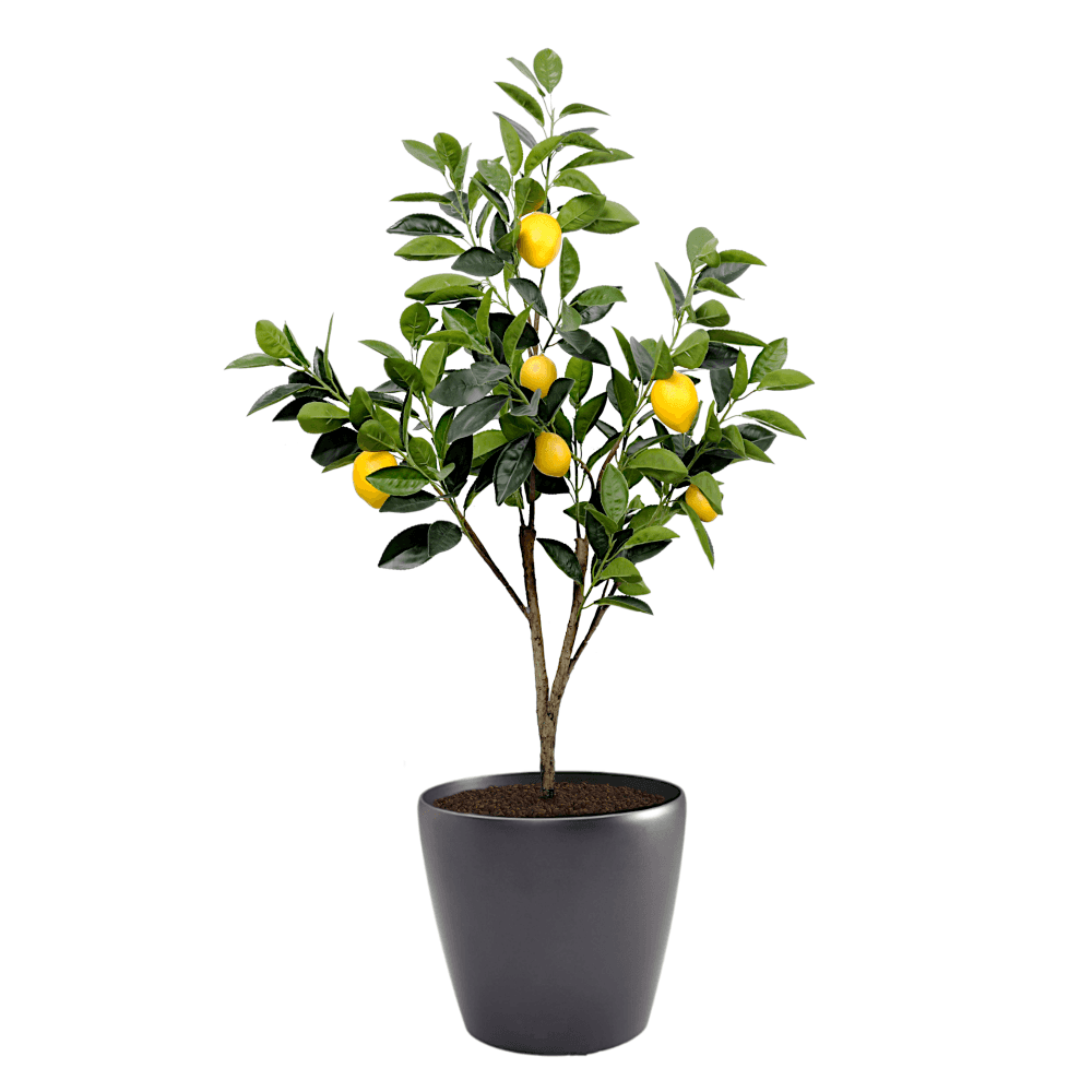 Yediveren Limon Ağacı Fidanı Tam Bodur 60 Cm (Saksıda)